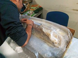 Bagnoregio - Le zanne dell'elefante primitivo pronte per il restauro