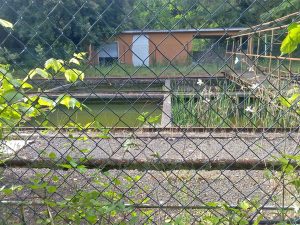 Viterbo - Ex terme Inps