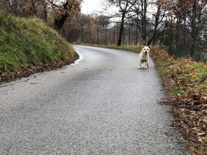 Soriano - Meticcio incrocio labrador cerca casa