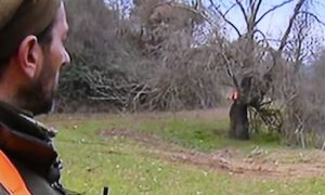 Emergenza cinghiali nella Tuscia