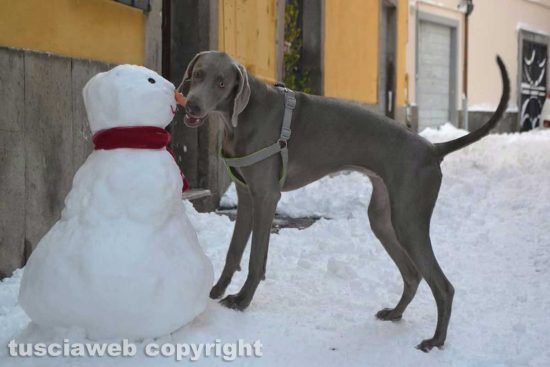 Viterbo - Un cane mangia il naso del pupazzo di neve