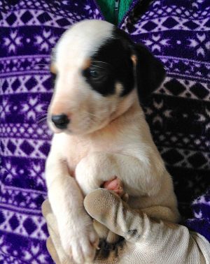 Cucciolo in cerca di adozione