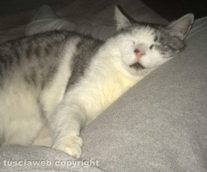 Il gatto Marte