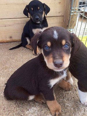 Cucciolo in cerca di adozione