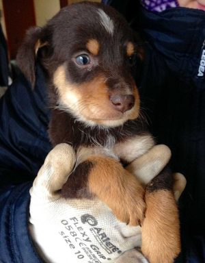 Cucciolo in cerca di adozione