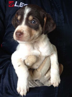 Cucciolo in cerca di adozione