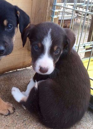 Cucciolo in cerca di adozione