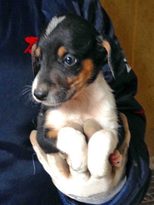 Cucciolo in cerca di adozione