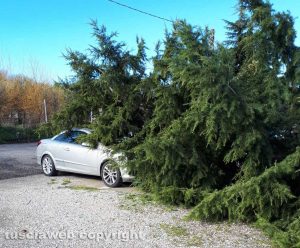 Viterbo - Valle Faul - Albero caduto su una macchina