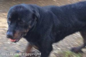 Viterbo - Il rottweiler trovato lungo la Cassia sud