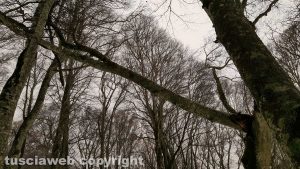 Ramo pericolante nella faggeta del Monte Cimino