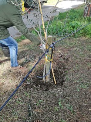 Tarquinia - Giornata di potatura per gli studenti del Cardarelli 
