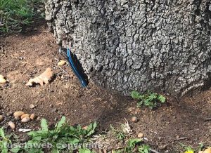 Viterbo - Coltello piantato vicino ad un albero