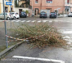 Viterbo - Sfalci in via Monte Solone