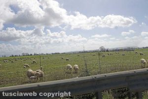 Campagna viterbese