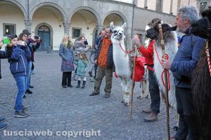 Viterbo - Lama in piazza del Comune