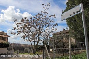 Viterbo - Sfratto di madre e figlia al Carmine