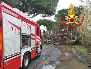 L'intervento dei vigili del fuoco per il pino caduto in mezzo alla strada