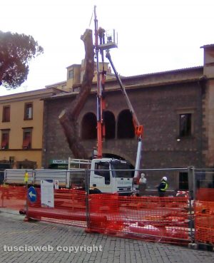 Viterbo - Piazza del Teatro - L'abbattimento di uno dei pini