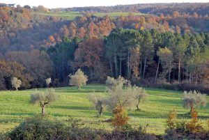I boschi della Tuscia