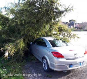 Viterbo - Valle Faul - Albero caduto su una macchina