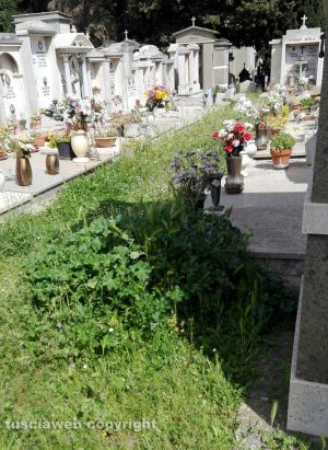 Viterbo - Erbacce al cimitero San Lazzaro