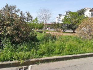 Viterbo - Le erbacce a santa Barbara 