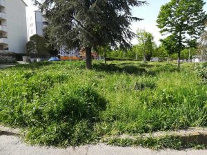 Viterbo - Le erbacce a santa Barbara 