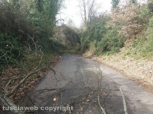 Viterbo - Un albero su strada Filante