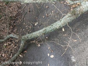 Viterbo - Un albero su strada Filante