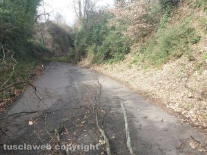 Viterbo - Un albero su strada Filante