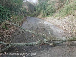 Viterbo - Un albero su strada Filante