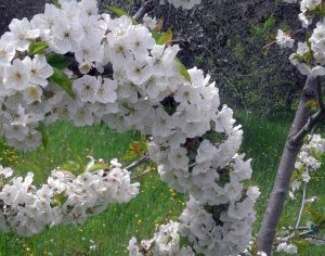 Celleno - Un albero di ciliegio