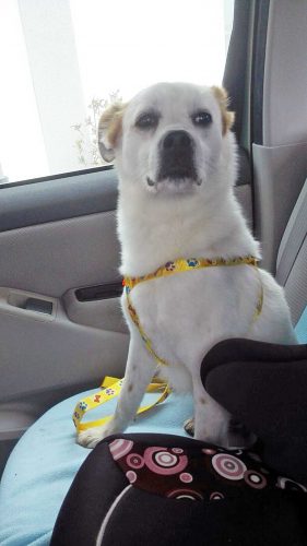 Cane abbandonato cerca casa