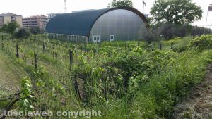 Viterbo - Erbacce alla palestra di S. Barbara