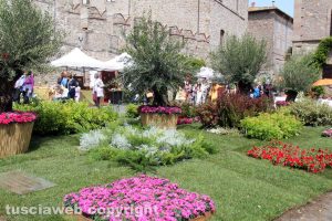 Viterbo - San Pellegrino in Fiore 2018