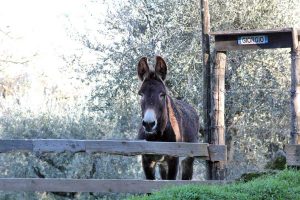 A Lubriano sulle tracce di Wilcock