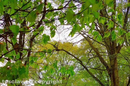 Soriano nel Cimino - La Faggeta