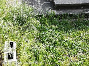 Viterbo - Degrado al cimitero di San Lazzaro 