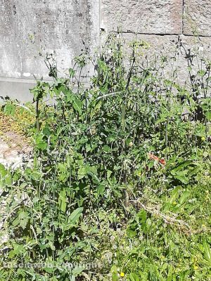 Viterbo - Degrado al cimitero di San Lazzaro 