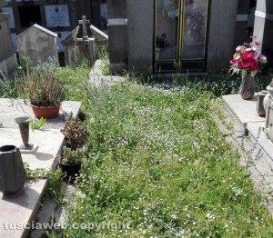 Viterbo - Erbacce al cimitero San Lazzaro