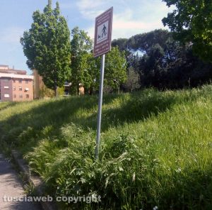 Viterbo - Erba alta al parco in via G. Puccini 
