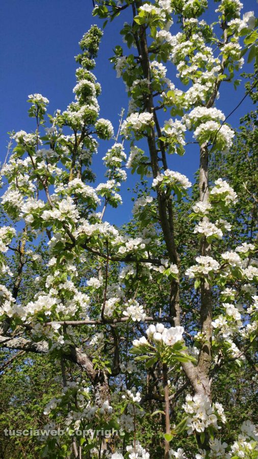 Pero in fiore