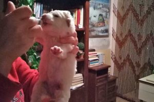 Tuscania - Uno dei cuccioli abbandonati