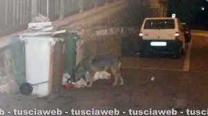 Viterbo - Un lupo in città rovista l'immondizia