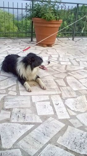 Viterbo - Il cane trovato in strada Roncone