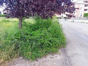 Viterbo - Erba alta in via Ondina valla