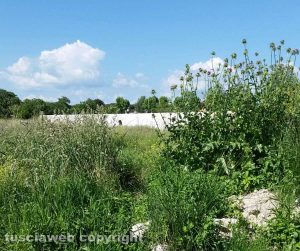 Viterbo - Erba alta e incuria alle terme sulla Tuscanese