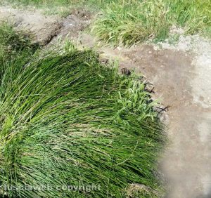 Viterbo - Erba alta e incuria alle terme sulla Tuscanese