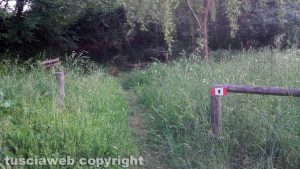 Montefiascone - La via Francigena sommersa dalle erbacce